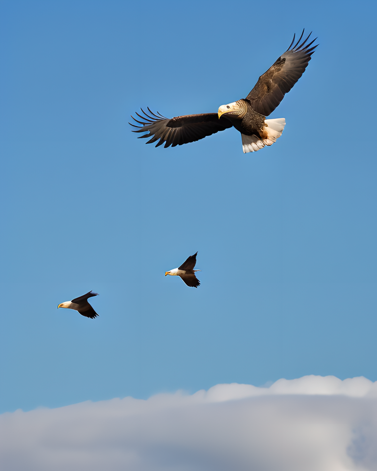 Eagle and Geese Flying High in Blue