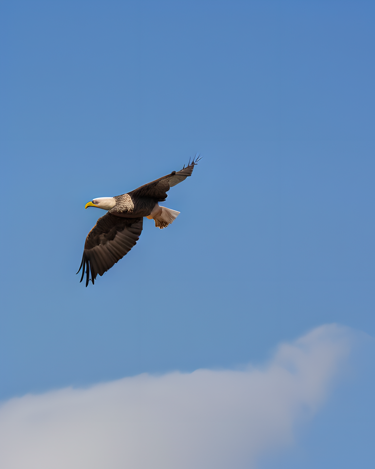 Blue Sky Hosts Eagle and Geese Flight