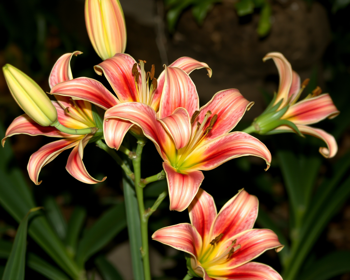 Lilies That Are Toxic to Cats