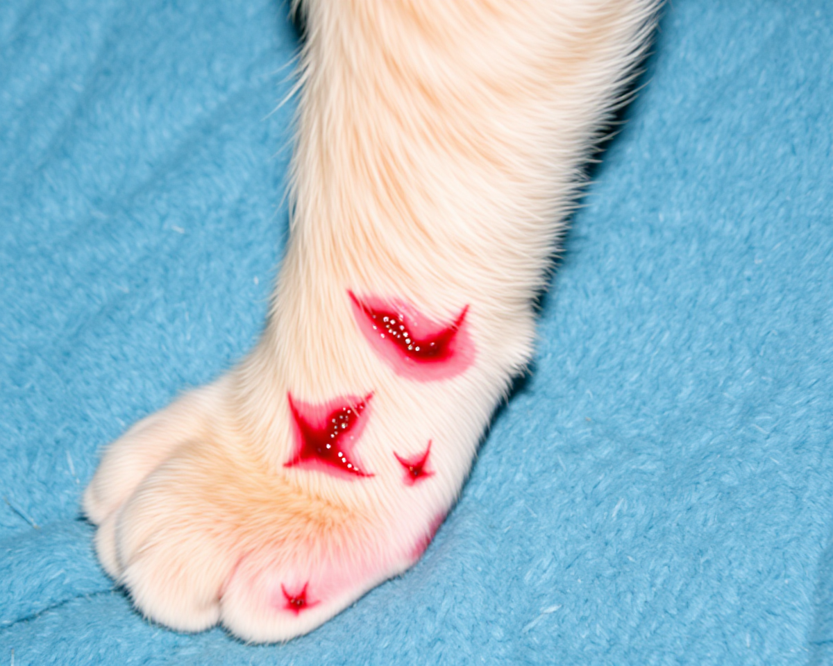 Snake Bites on Cats: Leg Images